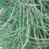 Cèdre Du Japon Araucarioides - Cryptomeria Japonica