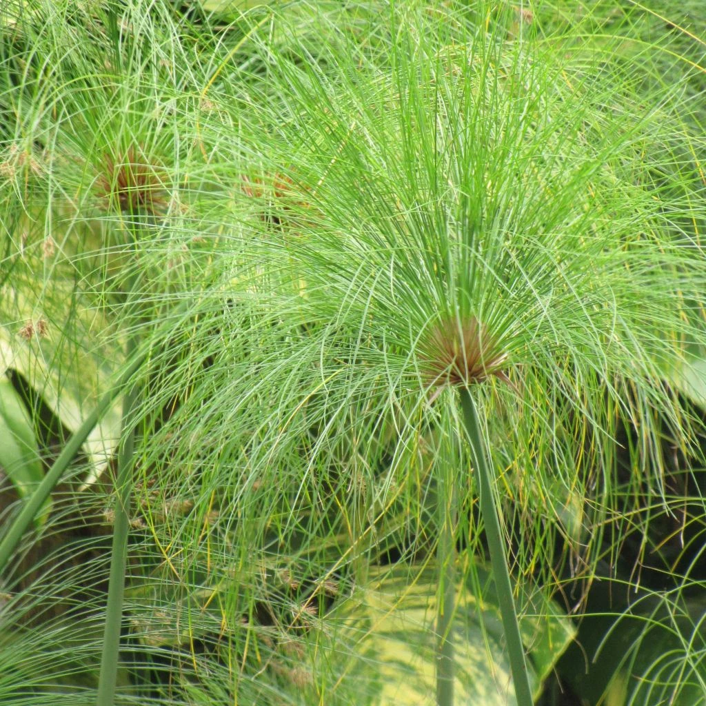 Cyperus Papyrus - Papyrus 1 Cyperus Papyrus - Papyrus