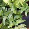 Dryopteris Championii - Fougère Persistante