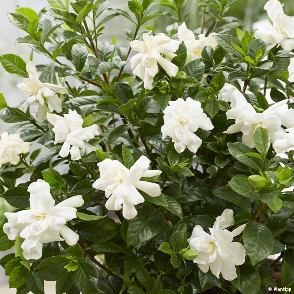 Gardenia Jasminoides Double Diamonds 1 Gardenia Jasminoides Double Diamonds