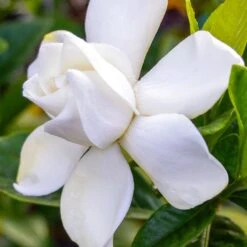 Gardenia Jasminoides Summer Snow.