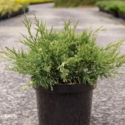 Genévrier - Juniperus Pfitzeriana White Splash
