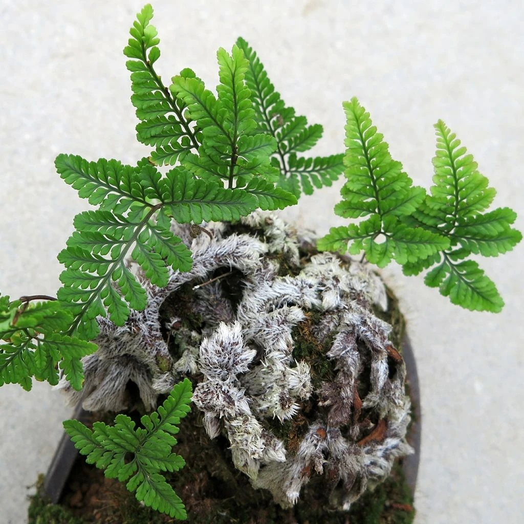 Humata Tyermannii - Fougère Patte De Lapin 1 Humata Tyermannii - Fougère Patte De Lapin