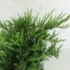 Juniperus Sabina Rockery Gem - Genévrier Sabine
