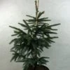 Epinette Noire - Picea Mariana Aurea