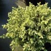 Picea Mariana Nana - Epinette Noire