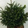 Picea Orientalis Barnes - Sapinette D'Orient