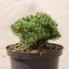 Pin De Montagne - Pinus Mugo Sherwood Compact