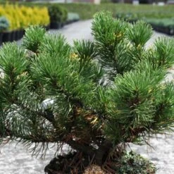 Pin De Montagne - Pinus Mugo Carsten's Wintergold