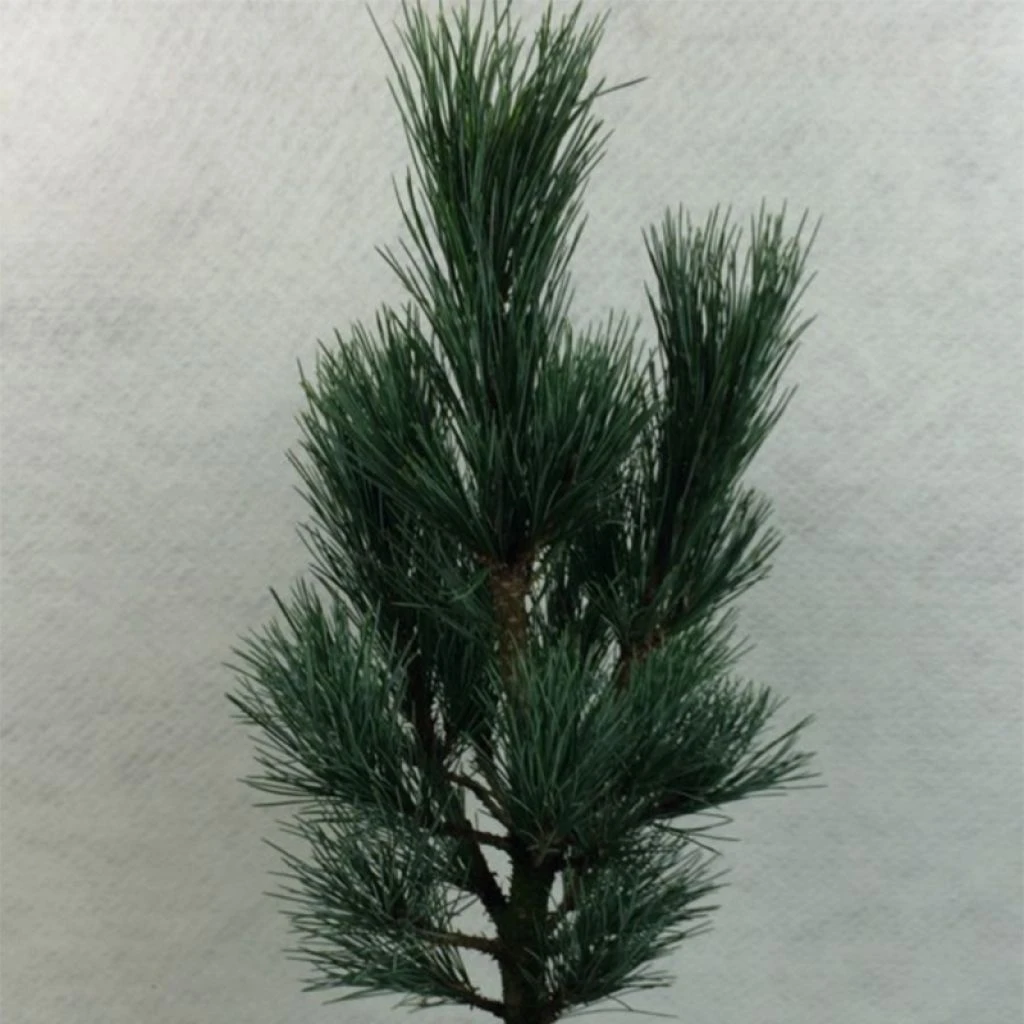 Pin Cembro Nain - Pinus Cembra Compacta Glauca 1 Pin Cembro Nain - Pinus Cembra Compacta Glauca