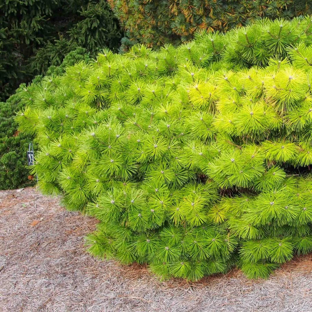 Pinus Densiflora Jane Kluis - Pin Rouge Du Japon 1 Pinus Densiflora Jane Kluis - Pin Rouge Du Japon