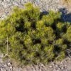 Pinus Mugo Pumilio - Pin De Montagne