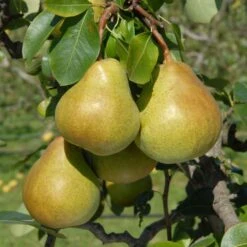 Poirier Nain Belle Hélène - Georges Delbard