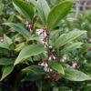 Sarcococca Orientalis - Sarcocoque D'Orient