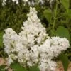 Lilas - Syringa Vulgaris Dentelle D'Anjou
