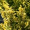 If Commun - Taxus Baccata Kupfergold