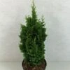 Thuya Du Canada - Thuja Occidentalis Zmatlik