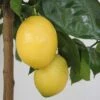 Citronnier - Citrus Limon Lemox