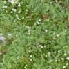 Duo Alternatives Au Gazon 5 Lippia Nodiflora Et 5 Achillea Crithmifolia