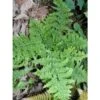 Dryopteris Dilatata Crispa Whiteside - Fougère