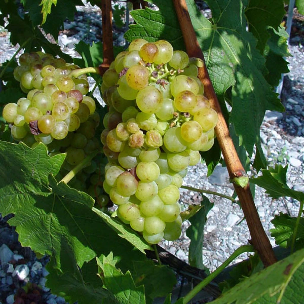 Vigne Muscat Champion 1 Vigne Muscat Champion
